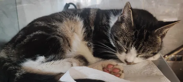 Zaginął kot, Kąty Wrocławskie, 18 marca 2026 (3/3)