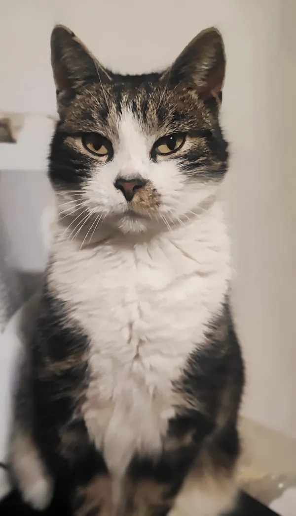 Zaginął kot, Kąty Wrocławskie, 18 marca 2026 (1/4)