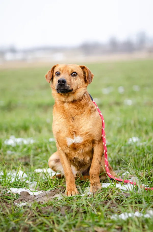 Oddam psa, Olsztyn, Grunwaldzkie, 21 marca 2026 (1/4)