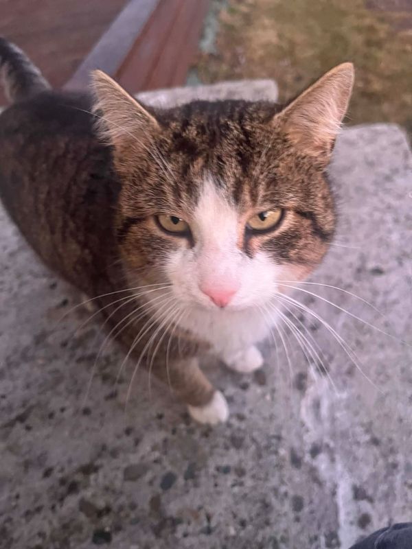 Zaginął kot, Czułów, 21 marca 2026 (4/4)