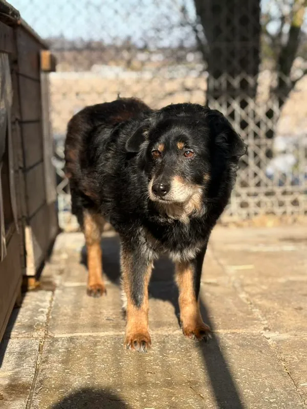 Oddam psa, Olsztyn, Zatorze, 22 marca 2026 (2/4)