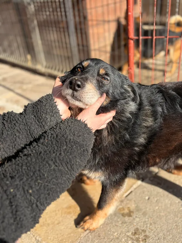 Oddam psa, Olsztyn, Zatorze, 22 marca 2026 (4/4)