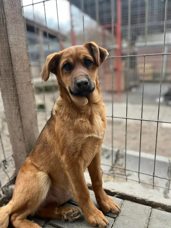 Oddam psa, Olsztyn, 22 marca 2026 (2/3)