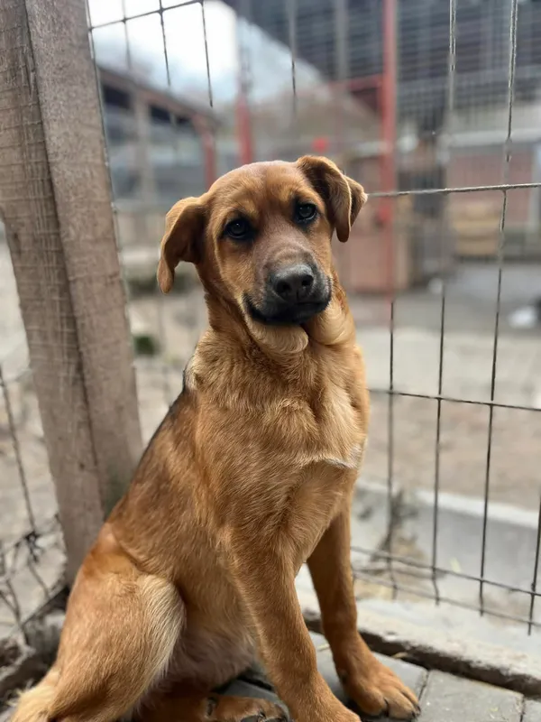 Oddam psa, Olsztyn, 22 marca 2026 (3/3)