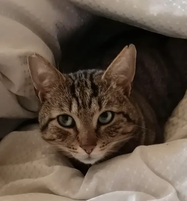 Zaginął kot, Wałbrzych, Biały Kamień, 22 marca 2026 (1/3)