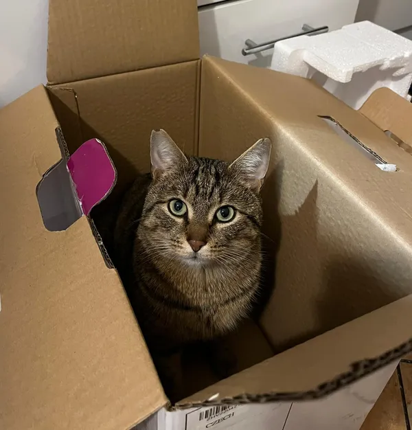 Zaginął kot, Wałbrzych, Biały Kamień, 22 marca 2026 (2/3)