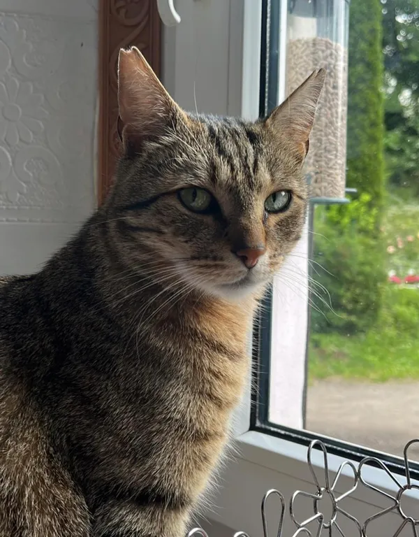 Zaginął kot, Wałbrzych, Biały Kamień, 22 marca 2026 (3/3)