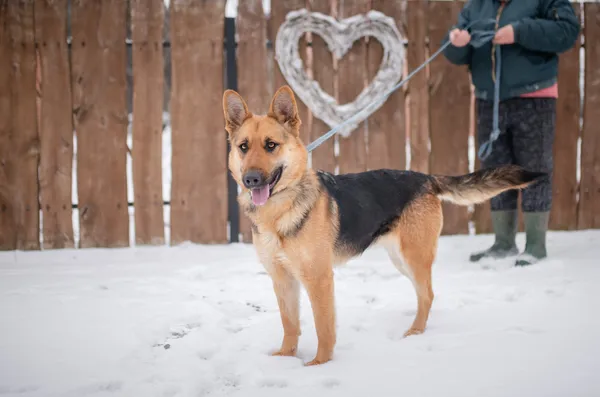 Oddam psa, Brwinów, 22 marca 2026 (2/5)