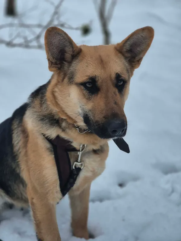 Oddam psa, Brwinów, 22 marca 2026 (3/5)