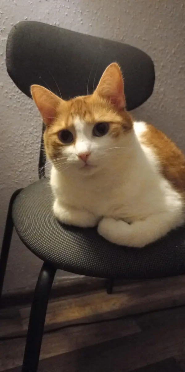 Zaginął kot, Warszawa, Natolin, 22 marca 2026 (1/4)