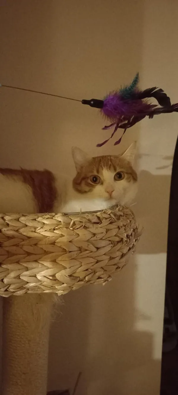 Zaginął kot, Warszawa, Natolin, 22 marca 2026 (2/4)