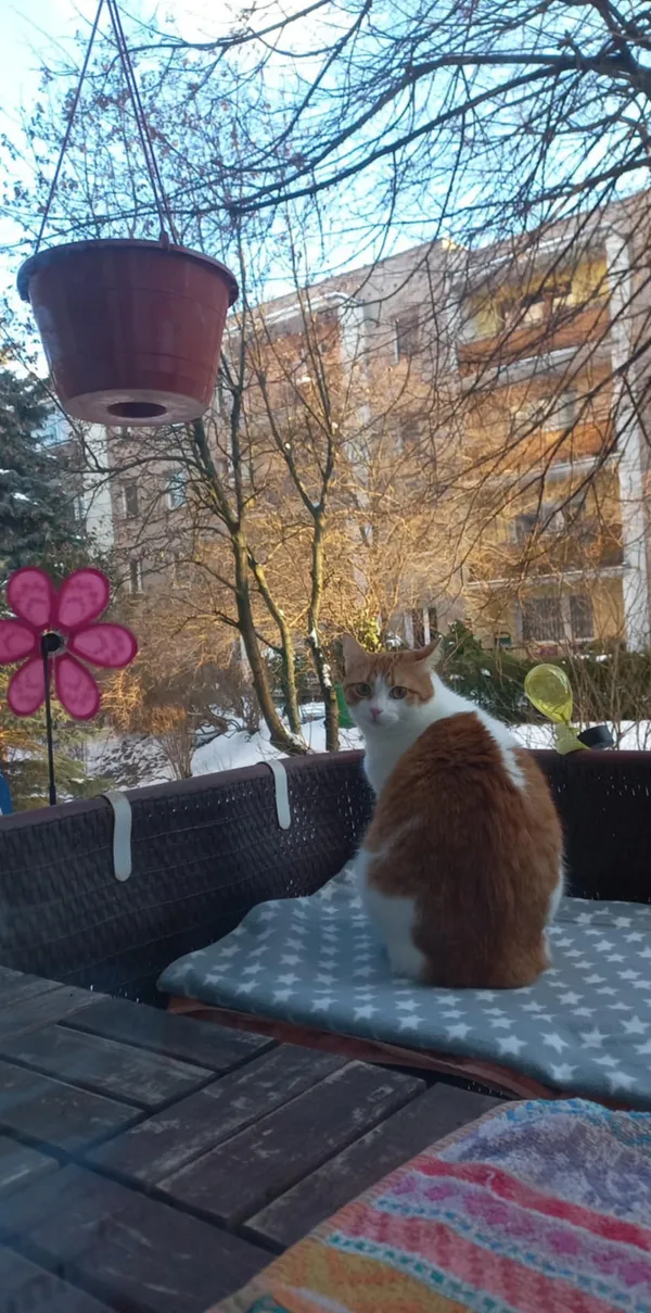 Zaginął kot, Warszawa, Natolin, 22 marca 2026 (3/4)