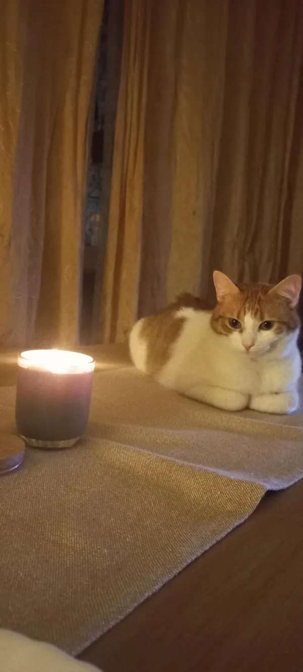 Zaginął kot, Warszawa, Natolin, 22 marca 2026 (4/4)