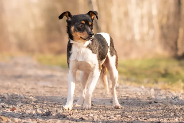 Pies do adopcji, Nowodwór, 22 marca 2026 (1/5)