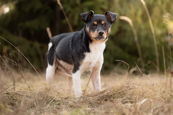 Pies do adopcji, Nowodwór, 22 marca 2026 (4/5)