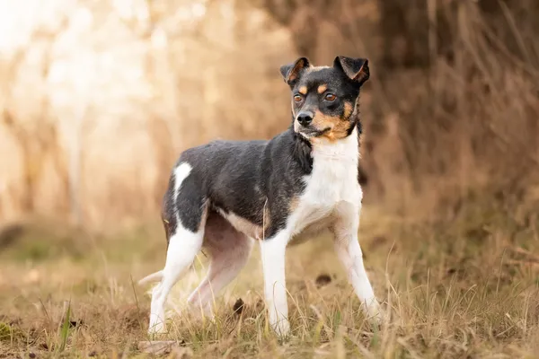 Pies do adopcji, Nowodwór, 22 marca 2026 (5/5)