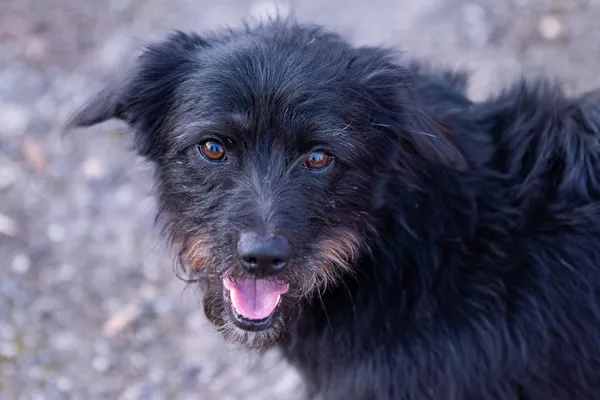 Pies do adopcji, Nowodwór, 22 marca 2026 (1/5)