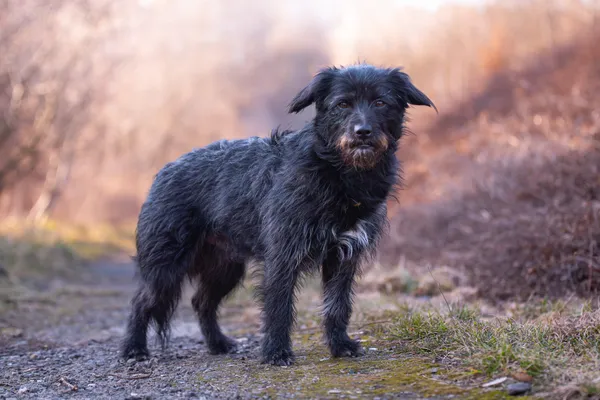 Pies do adopcji, Nowodwór, 22 marca 2026 (3/5)