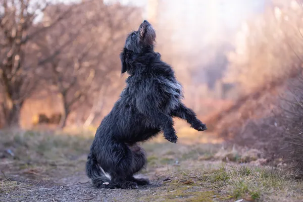 Pies do adopcji, Nowodwór, 22 marca 2026 (4/5)