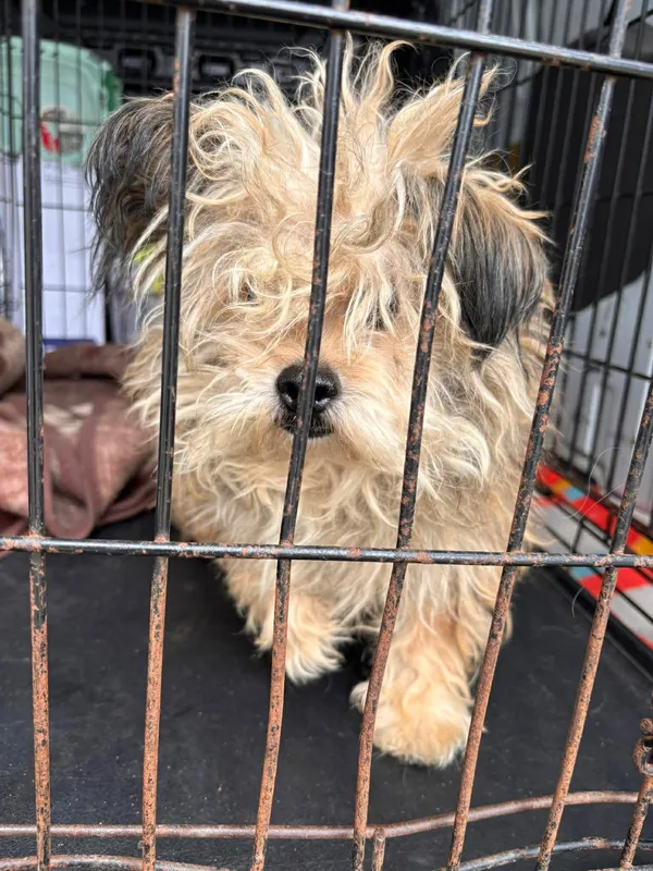 Znaleziono psa, Sosnowiec, 22 marca 2026