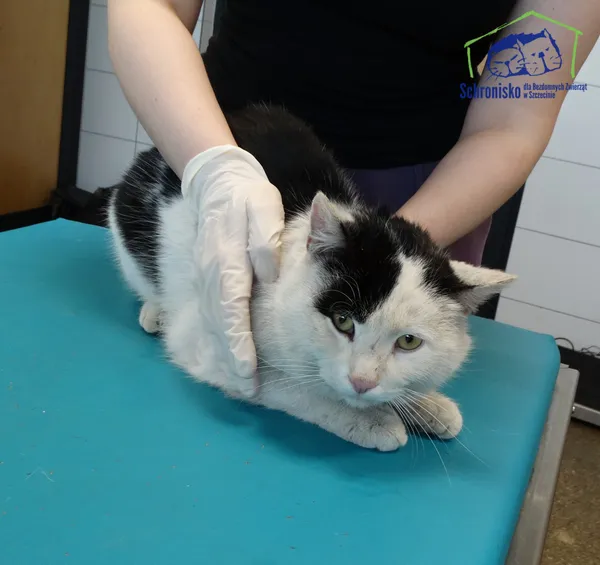 Znaleziono kota, Szczecin, 21 marca 2026