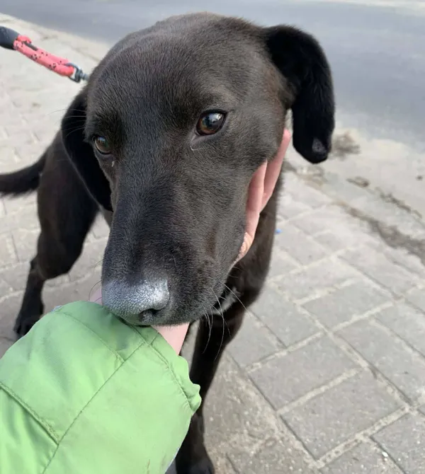 Pies do adopcji, Konin, 6 stycznia 2026 (1/2)