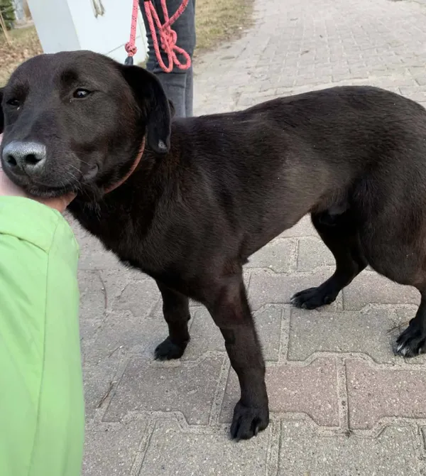 Pies do adopcji, Konin, 6 stycznia 2026 (2/2)