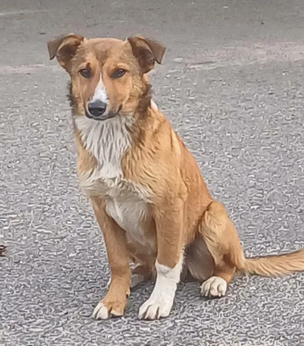 Pies do adopcji, Zgierz, 22 marca 2026 (1/5)