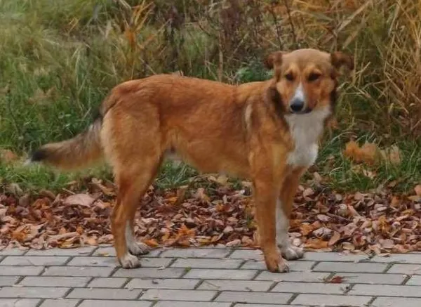 Pies do adopcji, Zgierz, 22 marca 2026 (2/5)