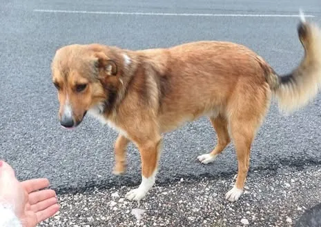 Pies do adopcji, Zgierz, 22 marca 2026 (3/5)