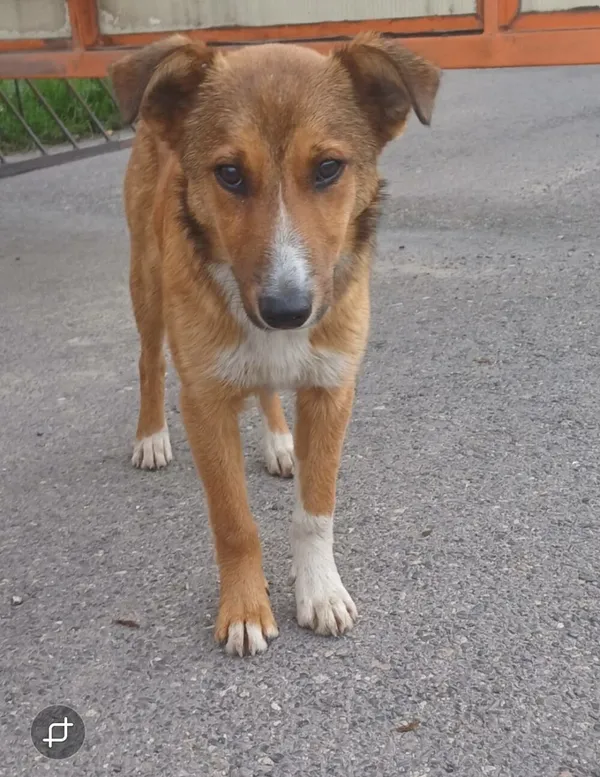 Pies do adopcji, Zgierz, 22 marca 2026 (4/5)