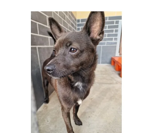 Znaleziono psa, Wrocław, 12 marca 2026