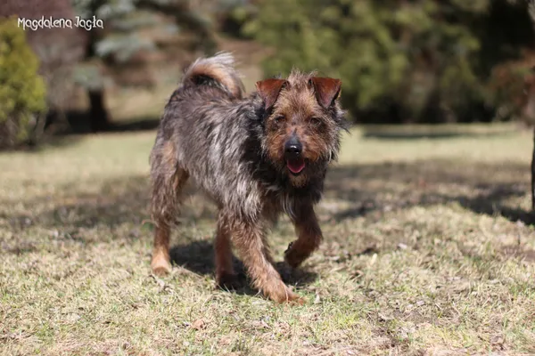 Pies do adopcji, Bydgoszcz, 18 marca 2026 (2/5)