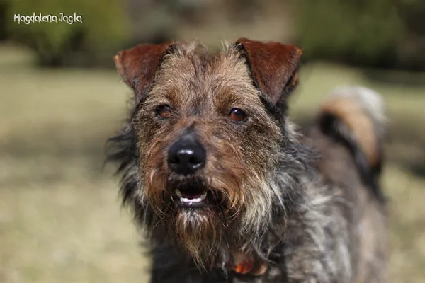 Pies do adopcji, Bydgoszcz, 18 marca 2026 (3/5)