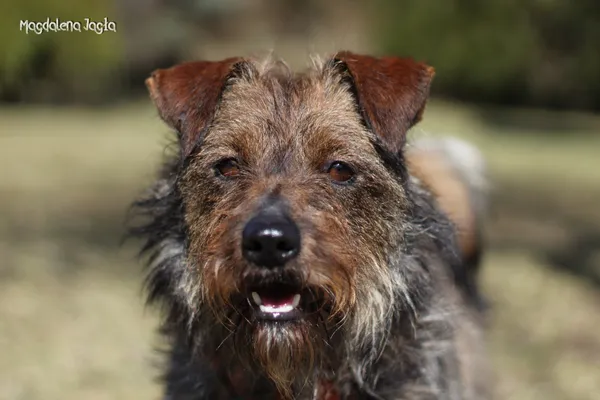 Pies do adopcji, Bydgoszcz, 18 marca 2026 (4/5)