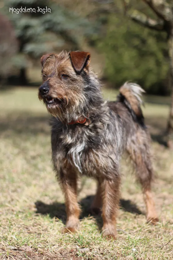 Pies do adopcji, Bydgoszcz, 18 marca 2026 (5/5)