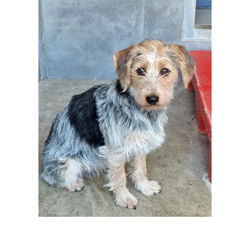 Znaleziono psa, Wrocław, 8 marca 2026