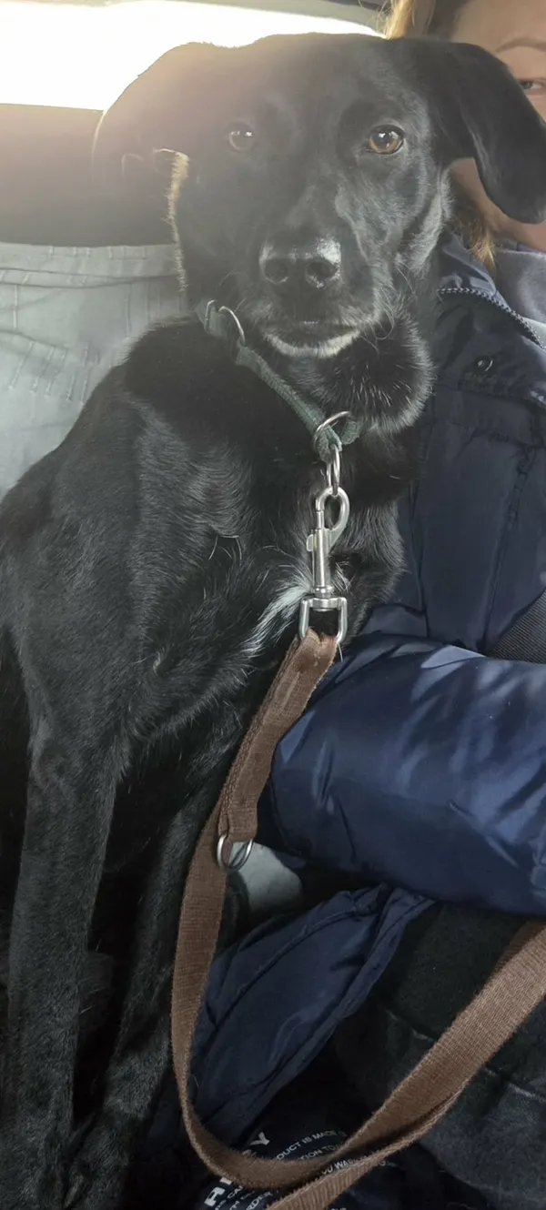 Zaginął pies, Łódź, 21 marca 2026