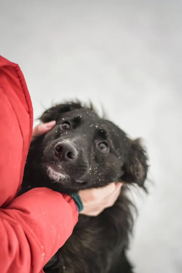 Pies do adopcji, Radom, 21 marca 2026 (1/5)