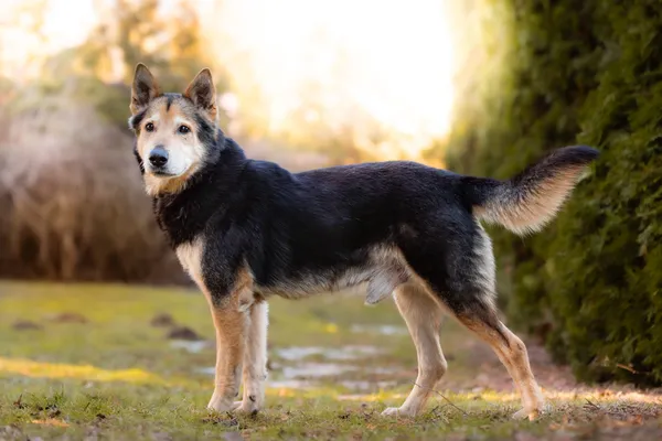 Pies do adopcji, Nowodwór, 22 marca 2026 (5/5)