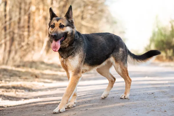 Pies do adopcji, Nowodwór, 22 marca 2026 (2/5)