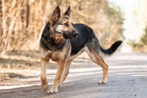 Pies do adopcji, Nowodwór, 22 marca 2026 (5/5)