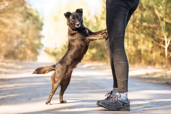 Pies do adopcji, Nowodwór, 22 marca 2026 (2/5)