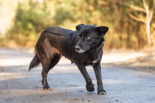 Pies do adopcji, Nowodwór, 22 marca 2026 (4/5)