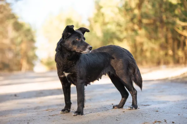 Pies do adopcji, Nowodwór, 22 marca 2026 (5/5)