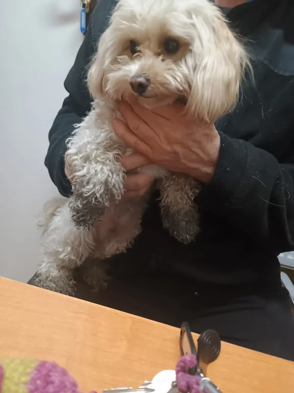 Znaleziono psa, Sosnowiec, 22 marca 2026