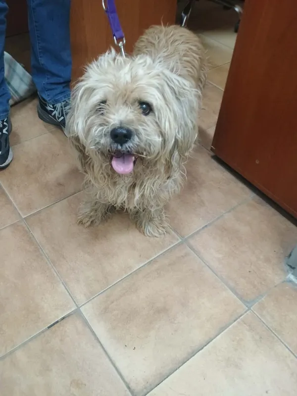 Znaleziono psa, Sosnowiec, 21 marca 2026