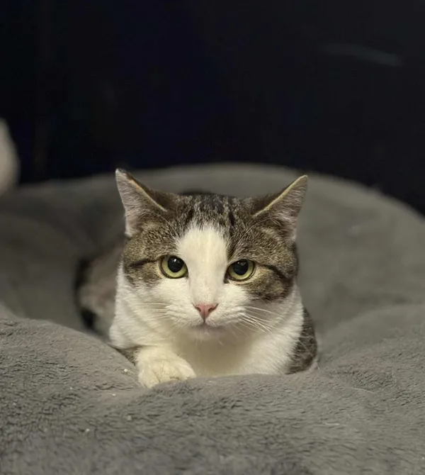 Kot do adopcji, Konin, 11 października 2025