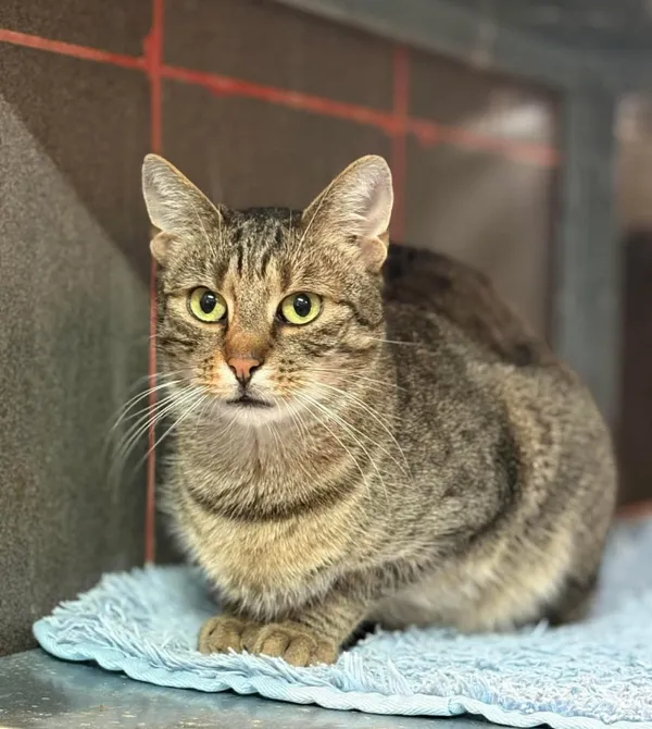 Kot do adopcji, Konin, 6 stycznia 2023