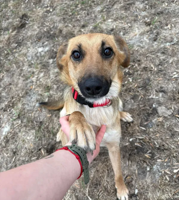 Pies do adopcji, Konin, 3 stycznia 2026